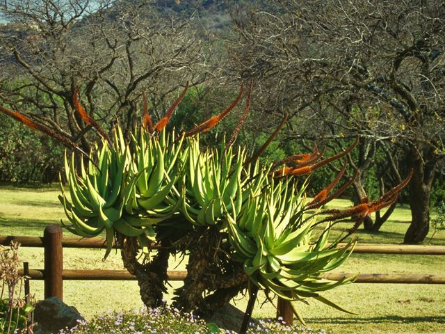 Aloe castanea in landscape